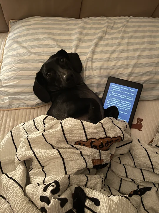 小狗的睡前仪式……