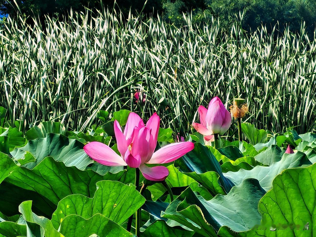 粉嫩荷花映碧水，夏日清凉在心间