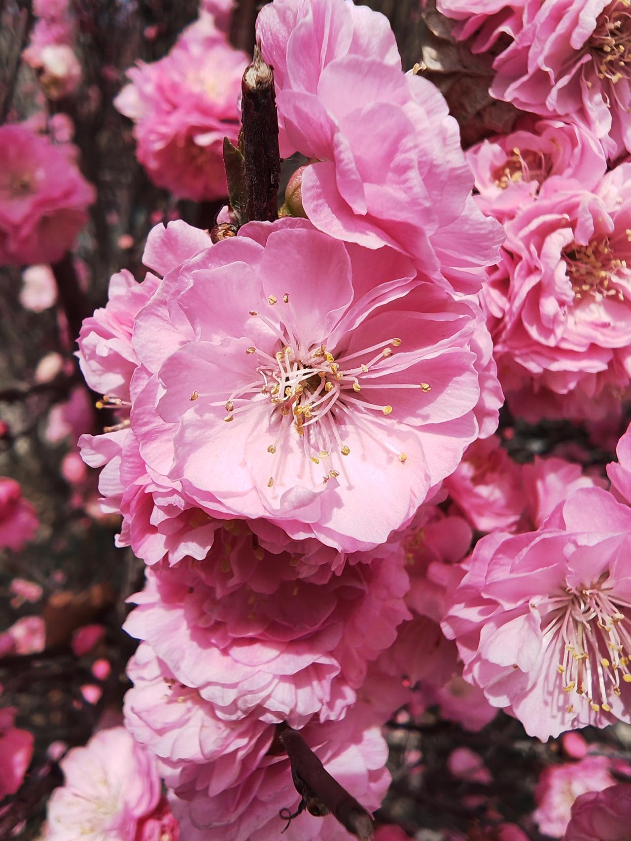 春日生活打卡季