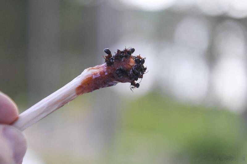 米其林二星餐厅“蚂蚁上菜”？《黑白大厨》白勺子主厨领衔餐厅被罚海外新鲜事 韩国首