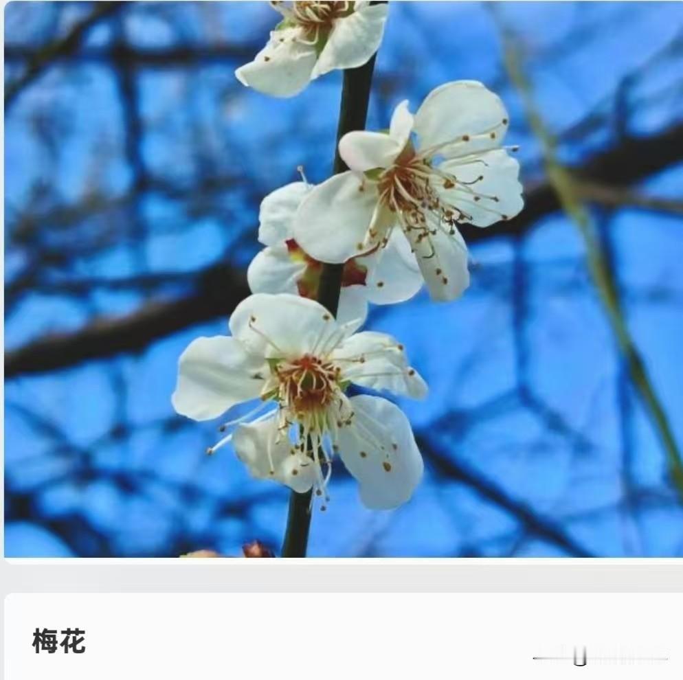 我国十大名花
1987年，我国十大名花依据
栽培历史、观赏价值和民族
特色三大标