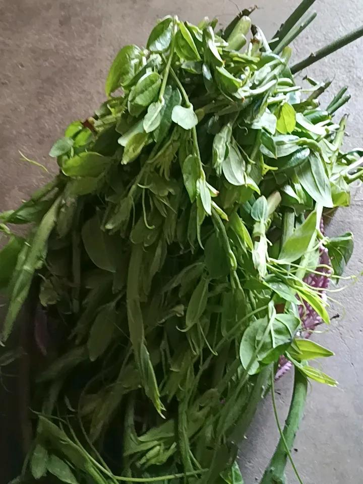 青岗苔，大山里一种带剌的纯天然野菜！它硬脆，生长在杂木林中，用酸菜，酸海椒吵着吃