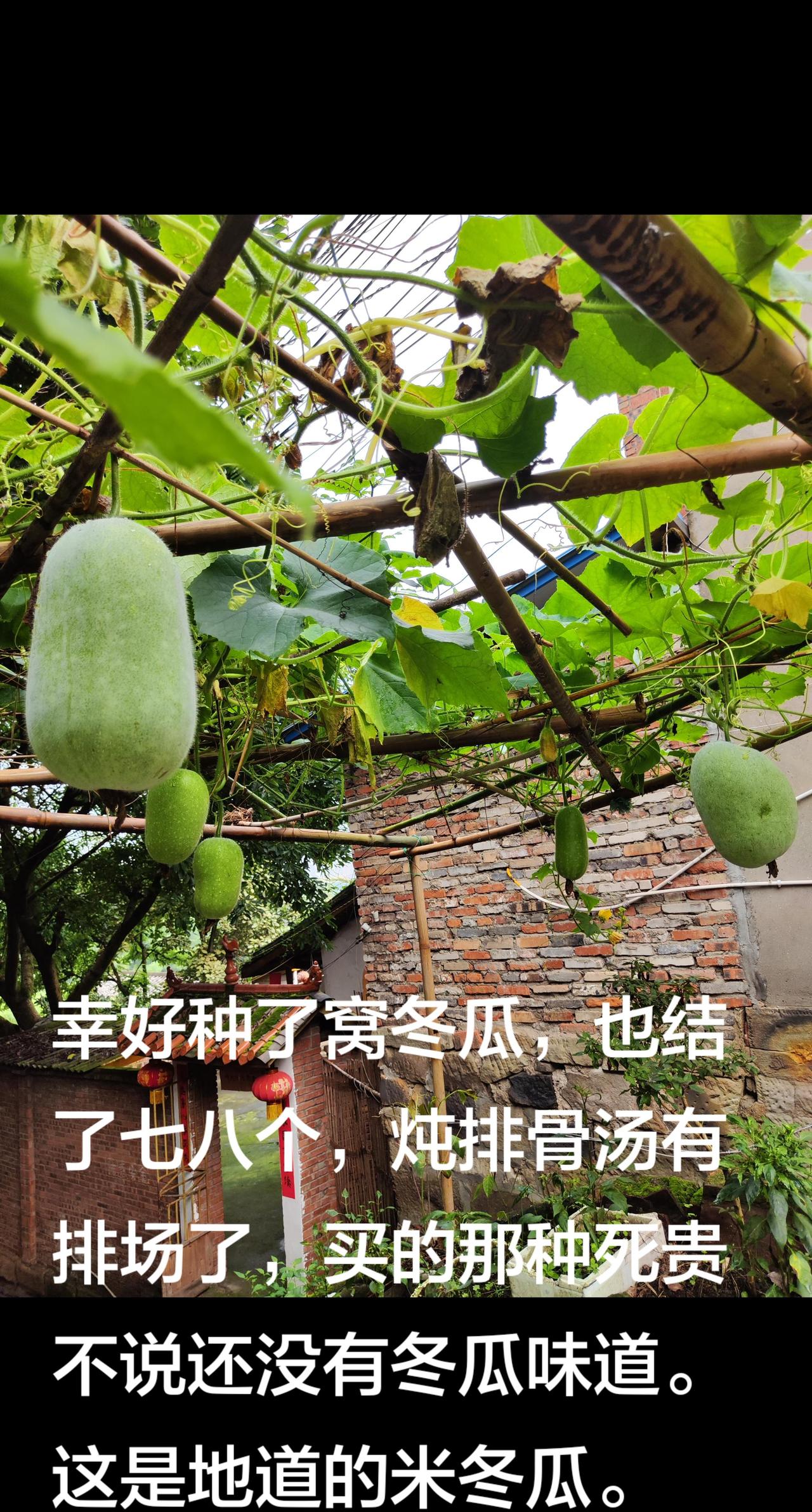 刚刚落雨两天，菜价就爬上去了……上半年种瓜，下年可以吃，现在种秋菜，过年可以吃，