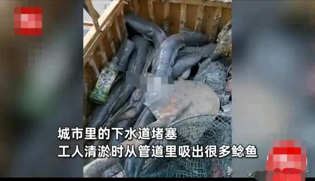 广西南宁，清洁工人在疏通城市下水道的时候，从管道里取出了一大货车鲶鱼，个个膘肥体