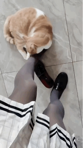 [机智]别欺负这只猫