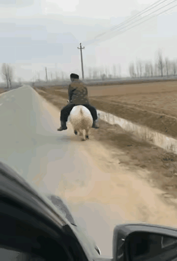 骑猪看唱本，走着瞧。结果猪还是业务不精，难以胜任载人之职，连猪带人翻到沟里了。术