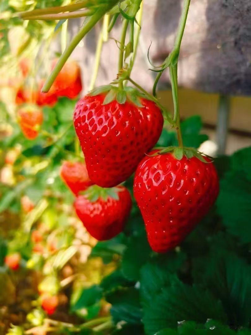 冬日生活打卡季就这品相也太馋人了吧！在草莓的故乡真的很幸福呀！