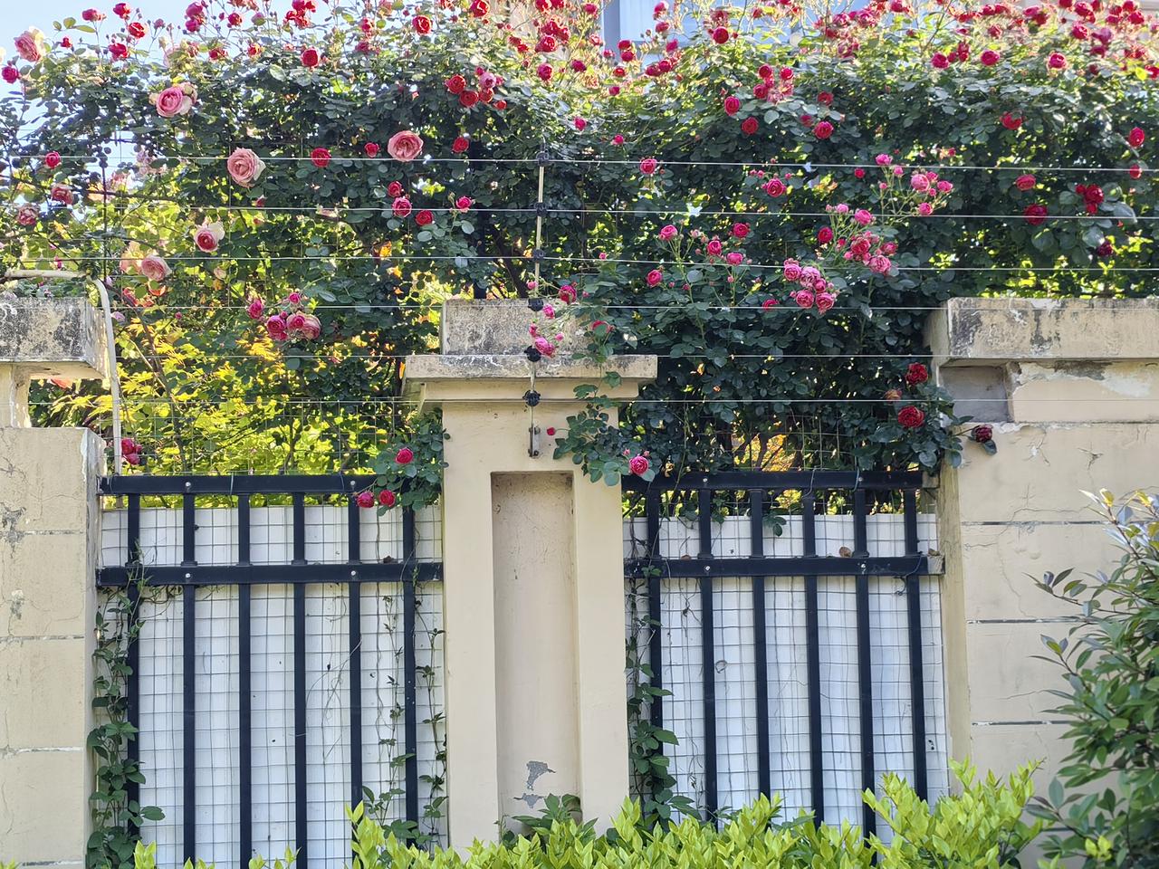 季节像同樱花交替
一样转向初夏，
带来了日久天长，
同时带来了百花齐放。
  —