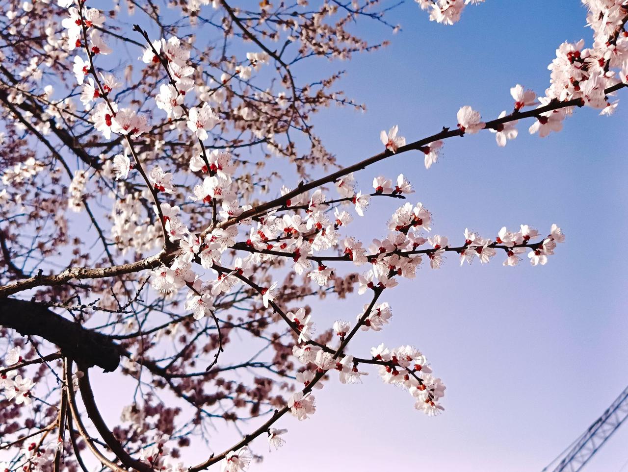 晒一晒你照片里的春天，新疆的春天来的总是那么晚，但这迷人的景勾住你的脚步