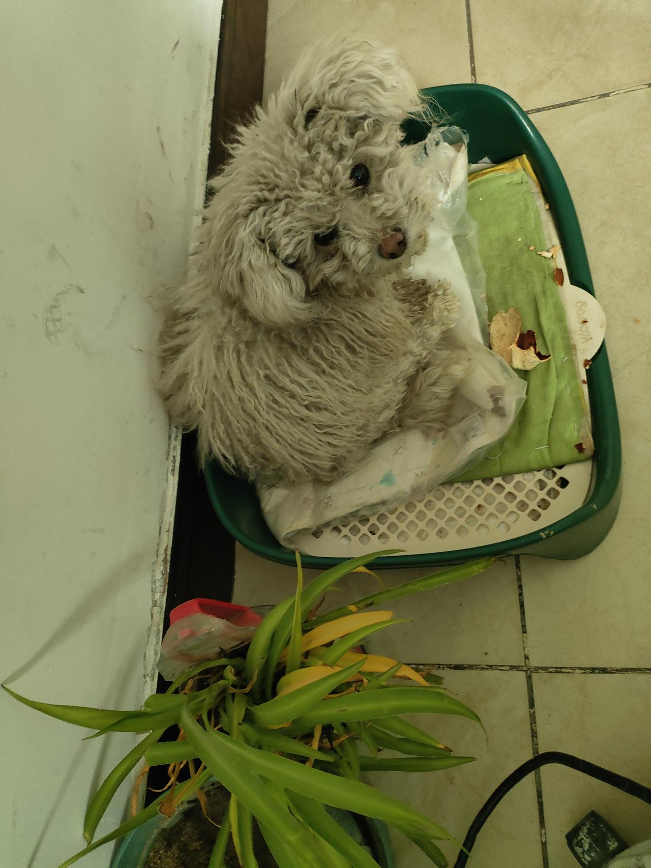 卷毛像团软云窝在角落，绿植的鲜绿漫过来，把时光也衬得毛茸茸。
🌿 小狗把自己蜷