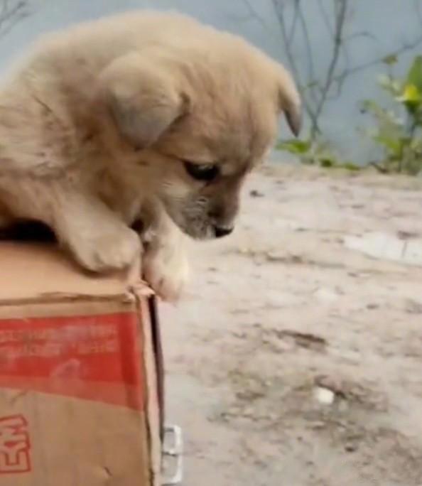 主人骑摩托到城里送东西，将小狗一起带去送人喂养，刚将小狗放上纸箱，狗妈看见后，瞬