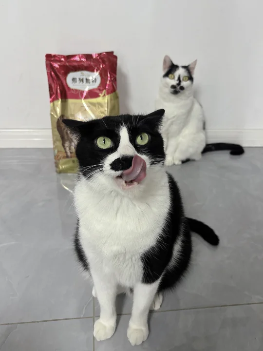 猫粮推荐|没有猫能拒绝的牛奶猫粮
