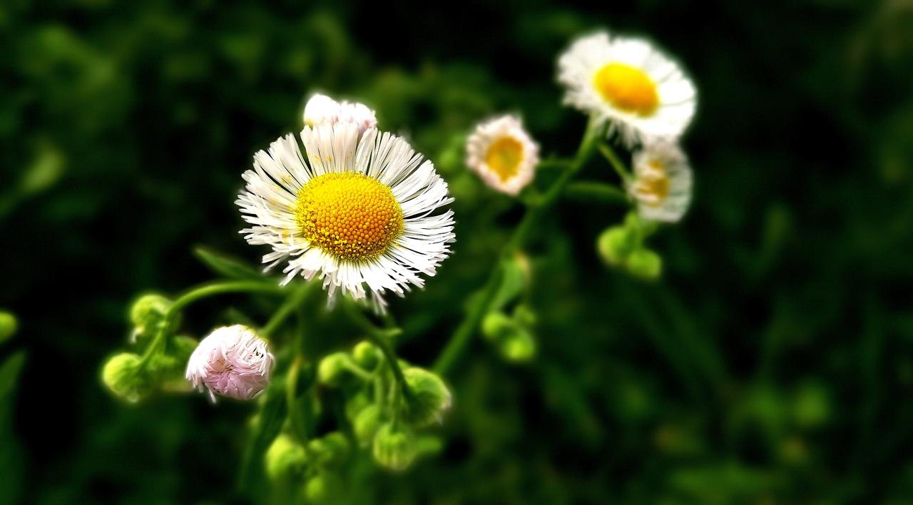 常常成为蝴蝶等飞翅昆虫的产卵地。虽然是野花，但却有着非同寻常的寓意，是对已逝情感