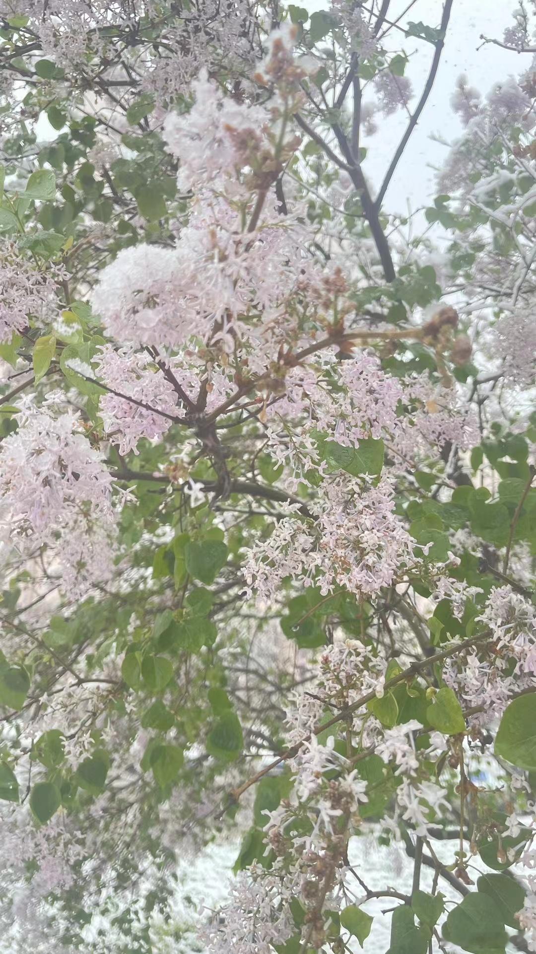 #雪一落这里就美成了诗# 本是花开季，落雪成诗意。翩翩而至的四月飞雪，眷顾了万物