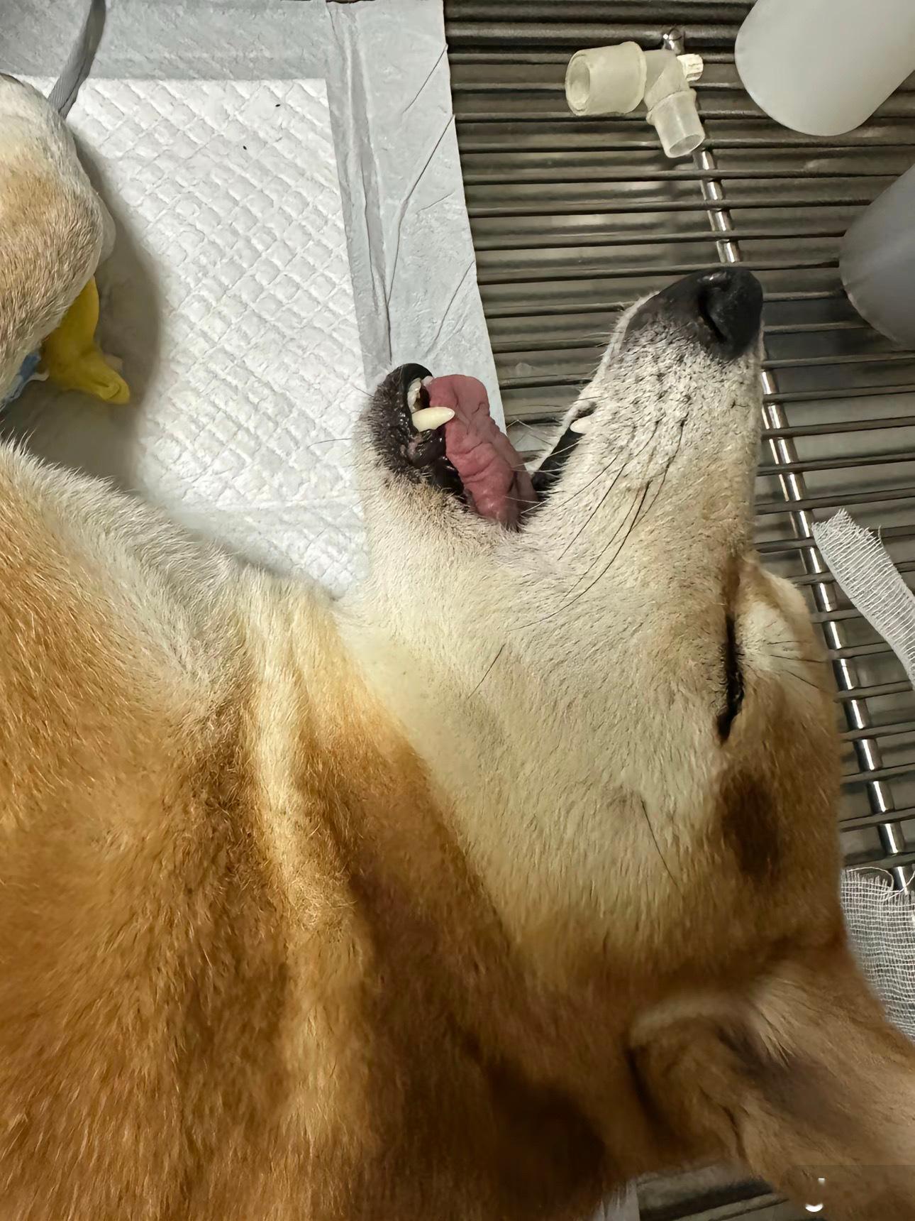 高情商：疼痛敏感低情商：矫情 ​​​