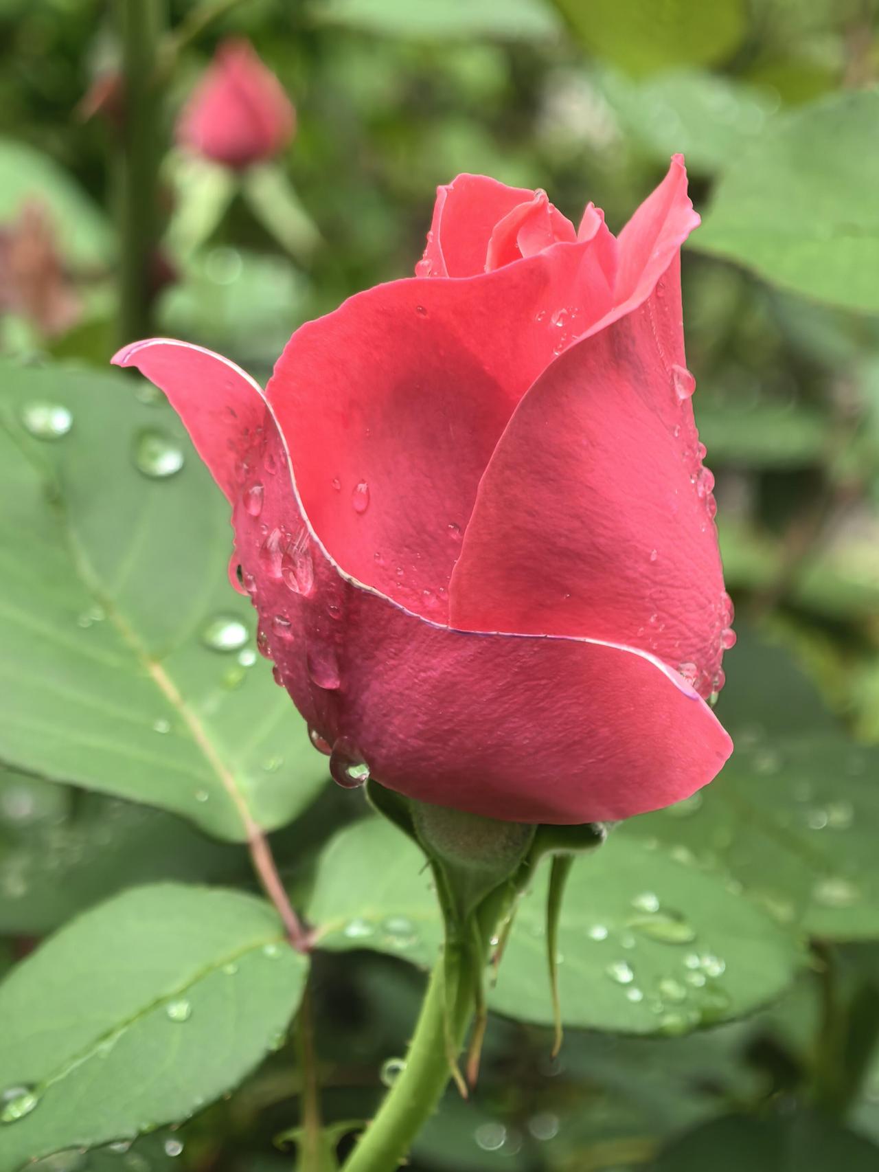 雨后的清晨，空气里还挂着水珠的清凉。我独自漫步在花园的小径上，脚步轻缓，生怕惊扰