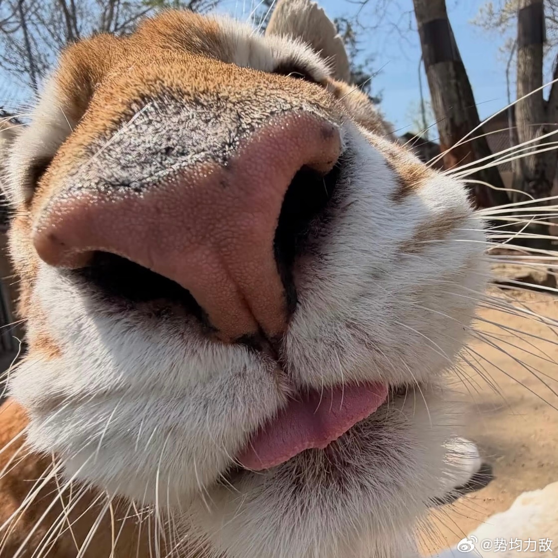 每天与老虎对视三分钟，可以有效改善猥琐懦弱的习惯，老虎的眼睛会让你的雄心越来越强