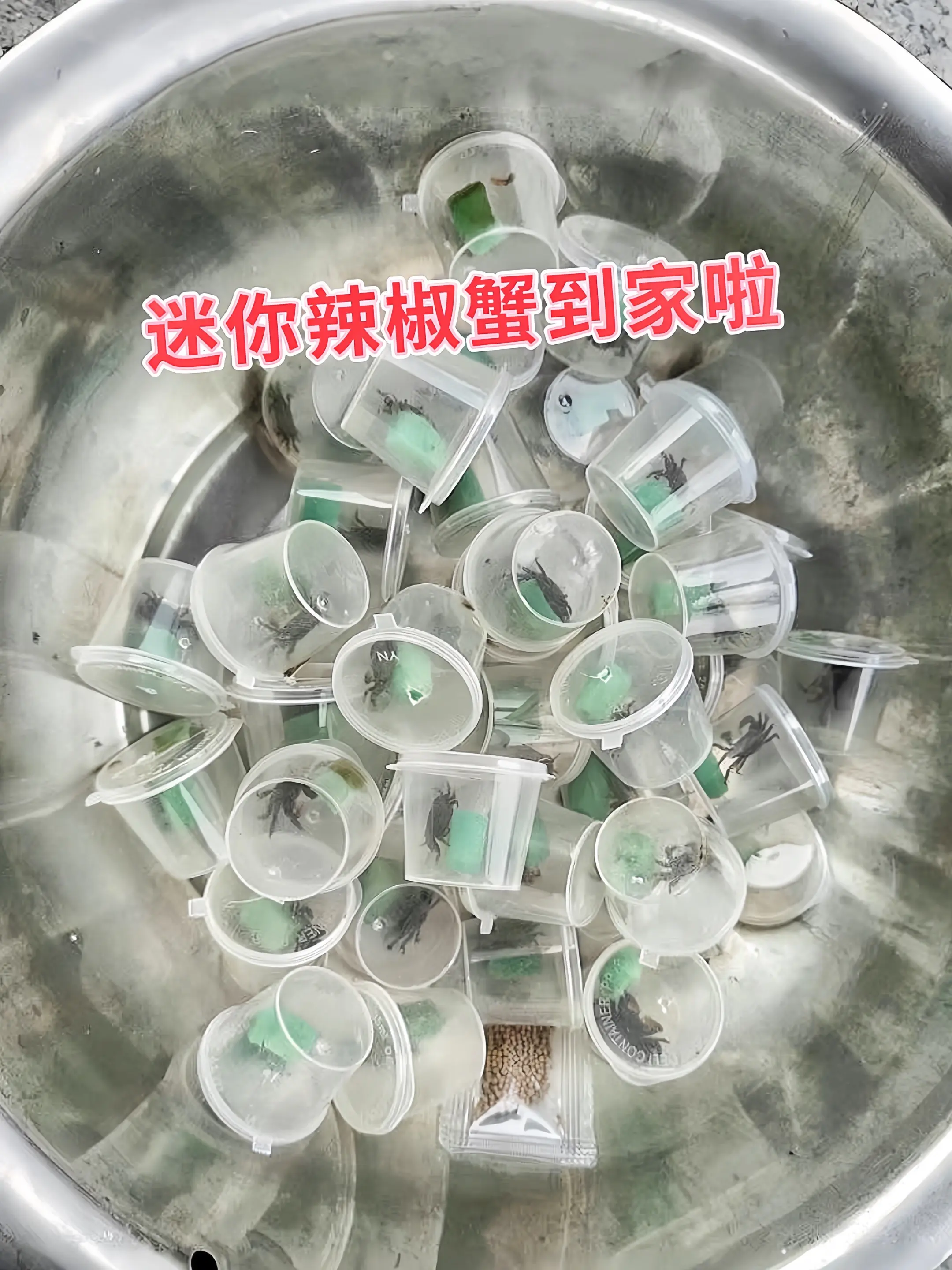 1. 活体清洁小卫士：迷你辣椒蟹堪称鱼缸“清道夫”！它们主动出击，清理...