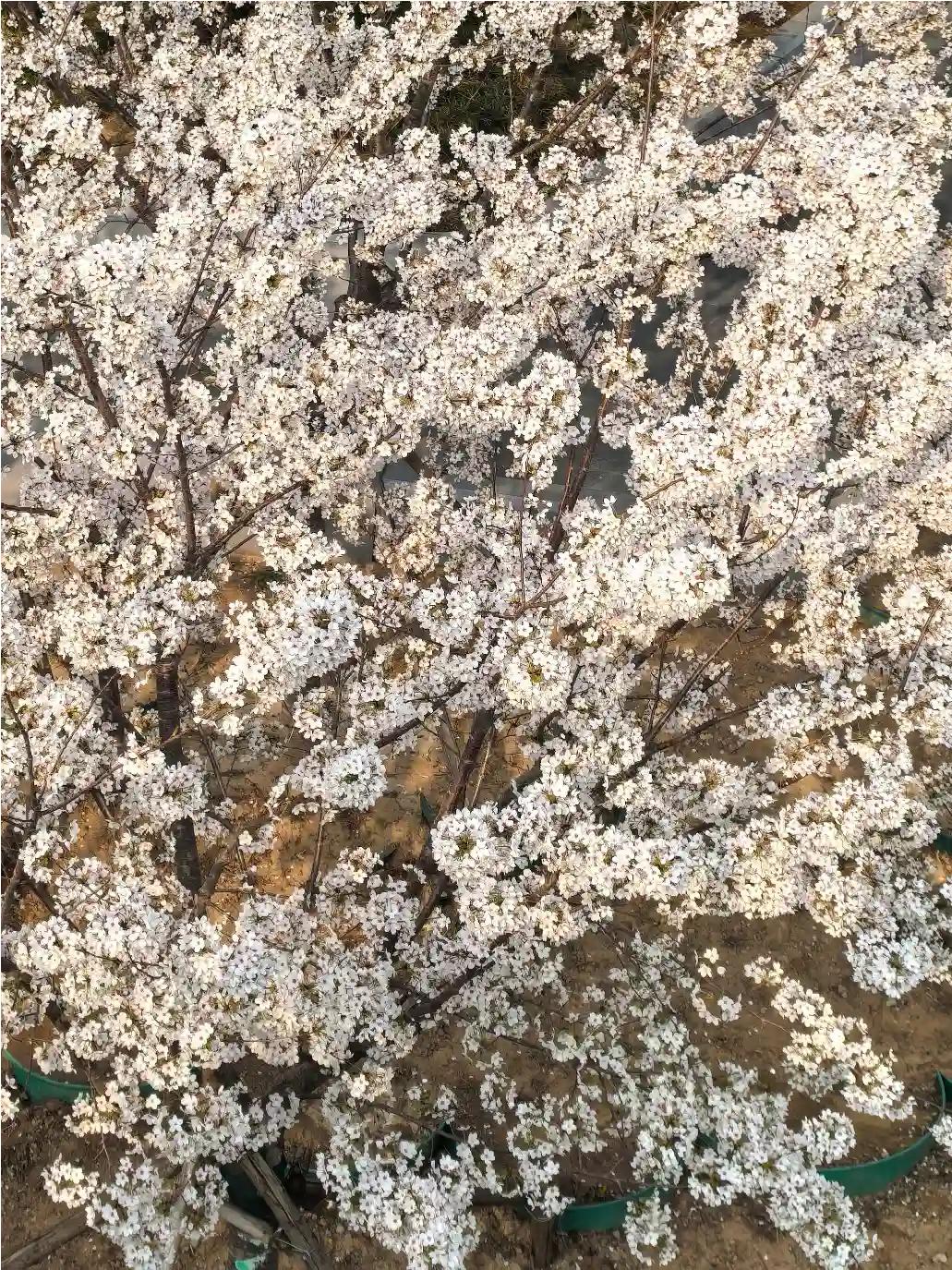 一朵小花盛开是孤独的，一树小花相聚，就是一片白色的云海