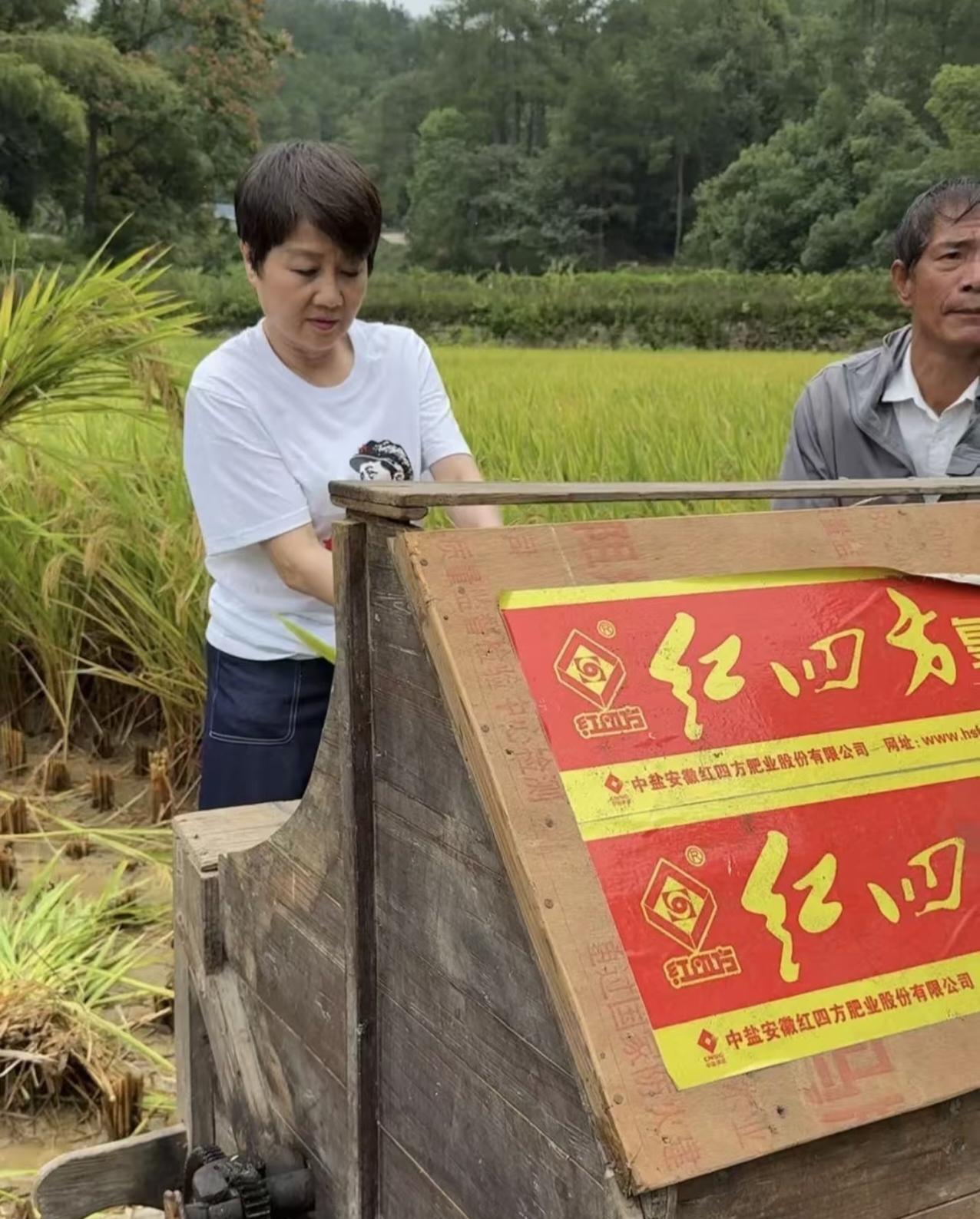 65岁梁安琪到毛主席家乡韶山做公益，她的穿衣打扮朴素，亲自到田里打谷子，虽然动作