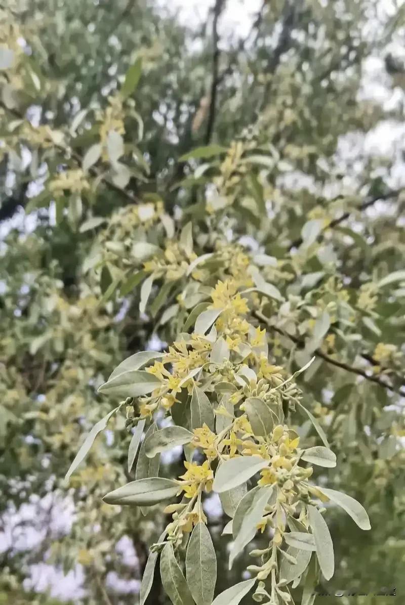 【晨光絮语】
新的一天清晨格外明亮，我依然踩着熟悉的车轮丈量两点一线的距离。
