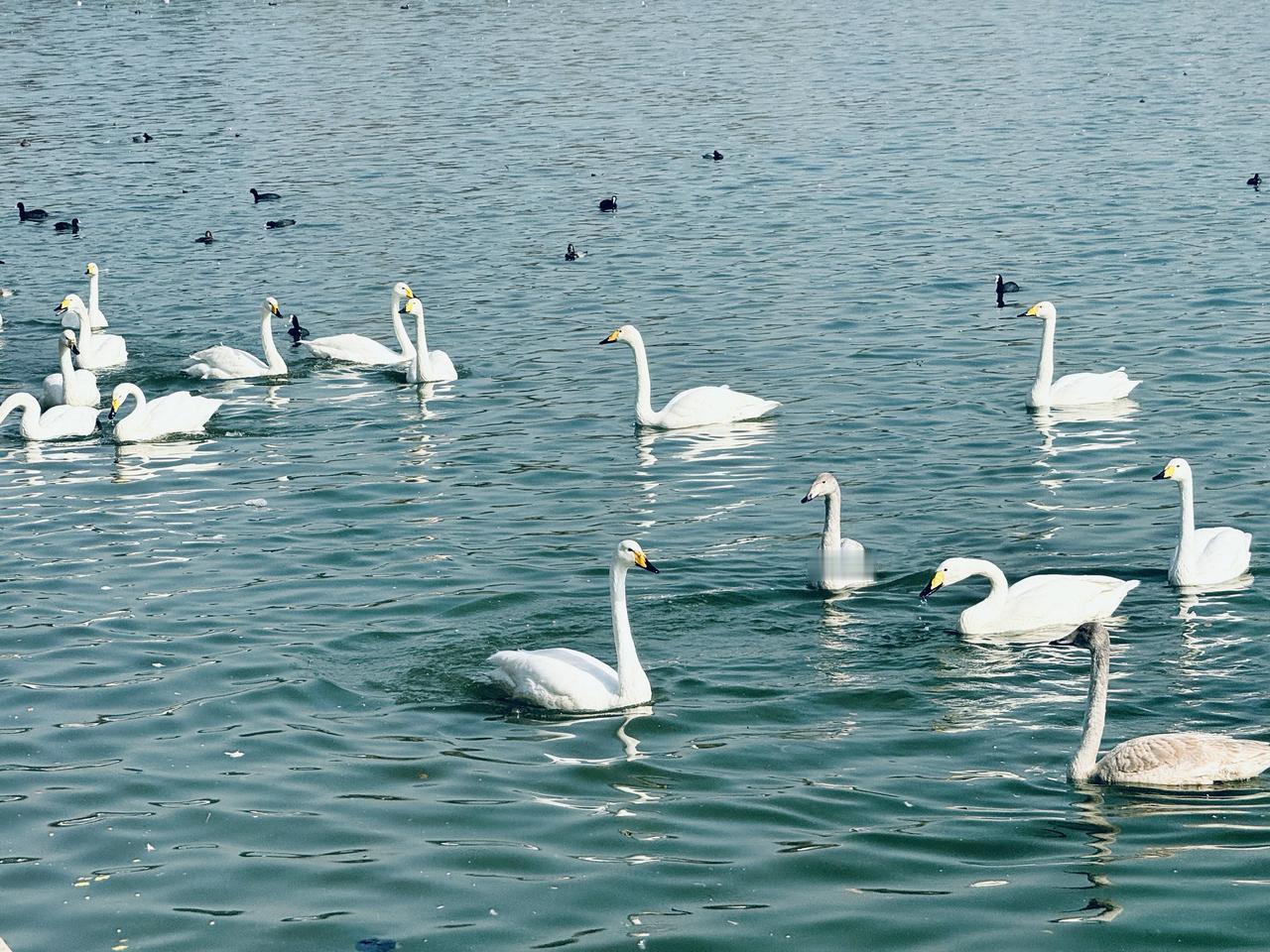 晒图笔记大赛春江水暖鸭先知，天鹅🦢，你不知道啦吗？