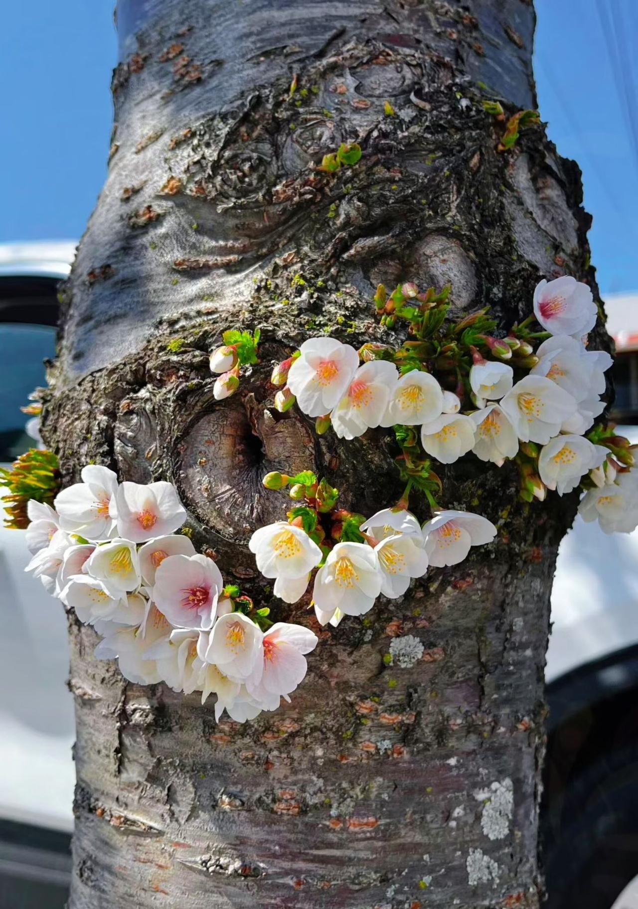 它是一棵树，
它受伤了，
千疮百孔的树心。
它等了很久、很久……
伤口始终不能愈