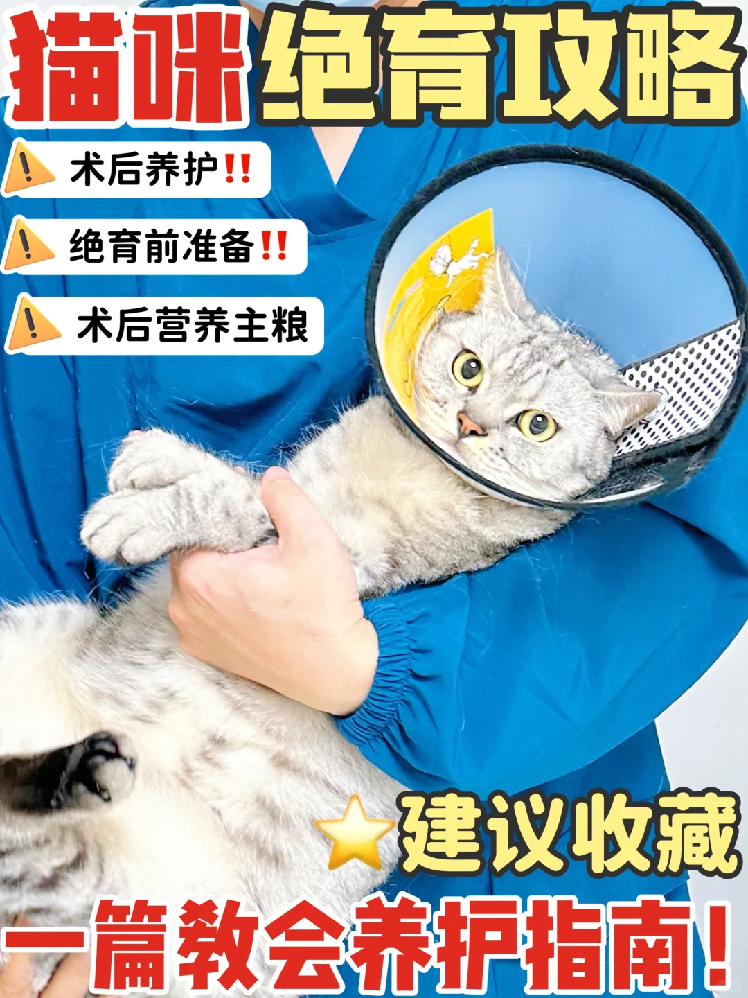 猫咪绝育养护篇！猫咪发情，绝育那点事～