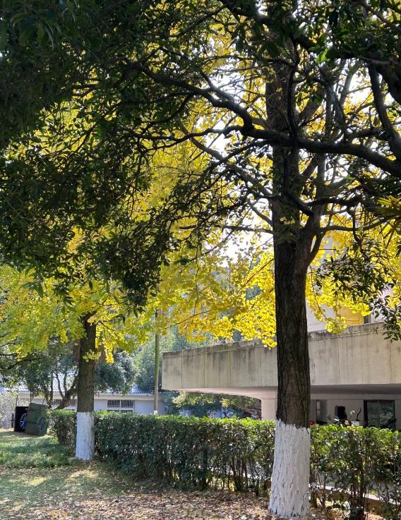 15岁妹妹考699分上北大，真能靠跳级复制吗？
亲爱的朋友们大家好，我是海林小百