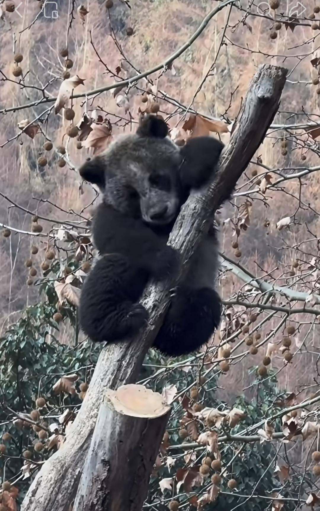 《四川卧龙“全网最黑”熊猫火了！网友：这是熊猫界的“包青天”吧？》

四川卧龙一