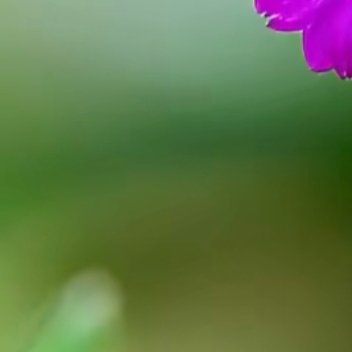 你不一定要做花，你可以是树。望山如故，望水遥祝，望世间来往，悲喜自渡。你不一定要