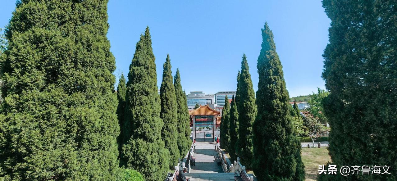 圆柏巍然屹立，主干笔直如松，直插云天，仿佛大地伸出的一柄翠绿长剑，刺破苍穹。