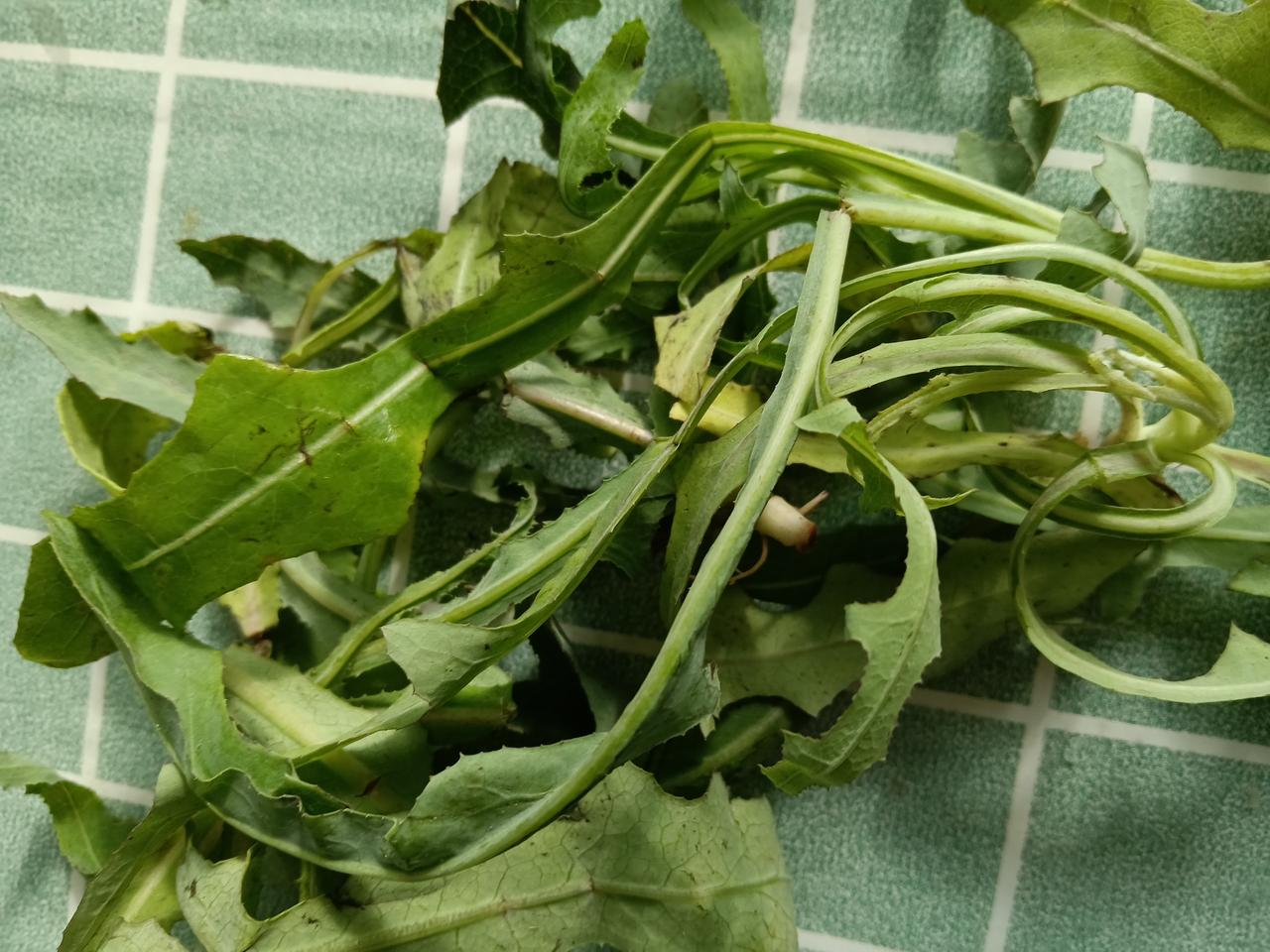 朋友从老家归来，送了我一大包野菜，他称其为甜菊。我对这野菜并不熟悉，也不知该如何