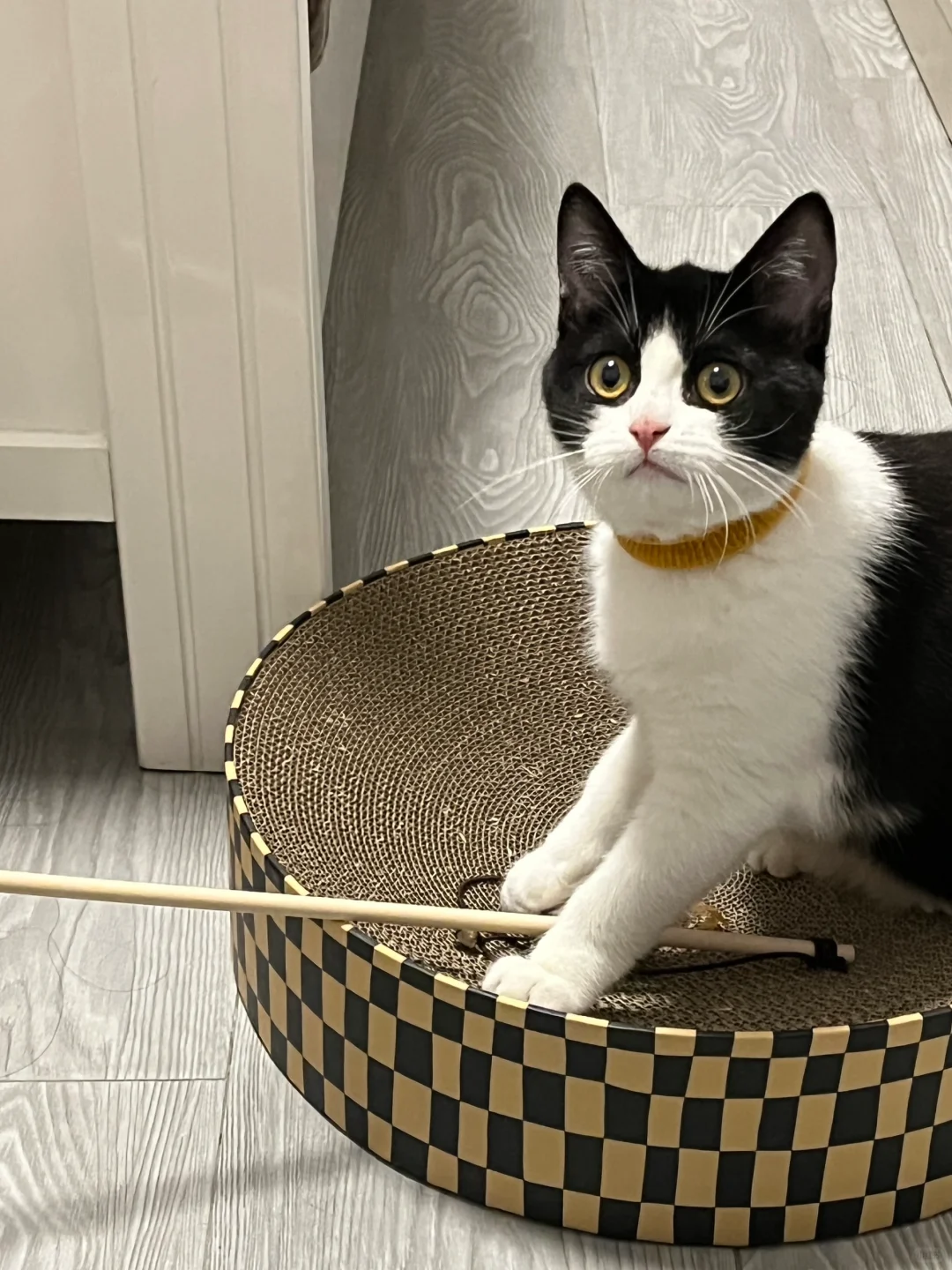姜小猫钓鱼 有人要上钩嘛