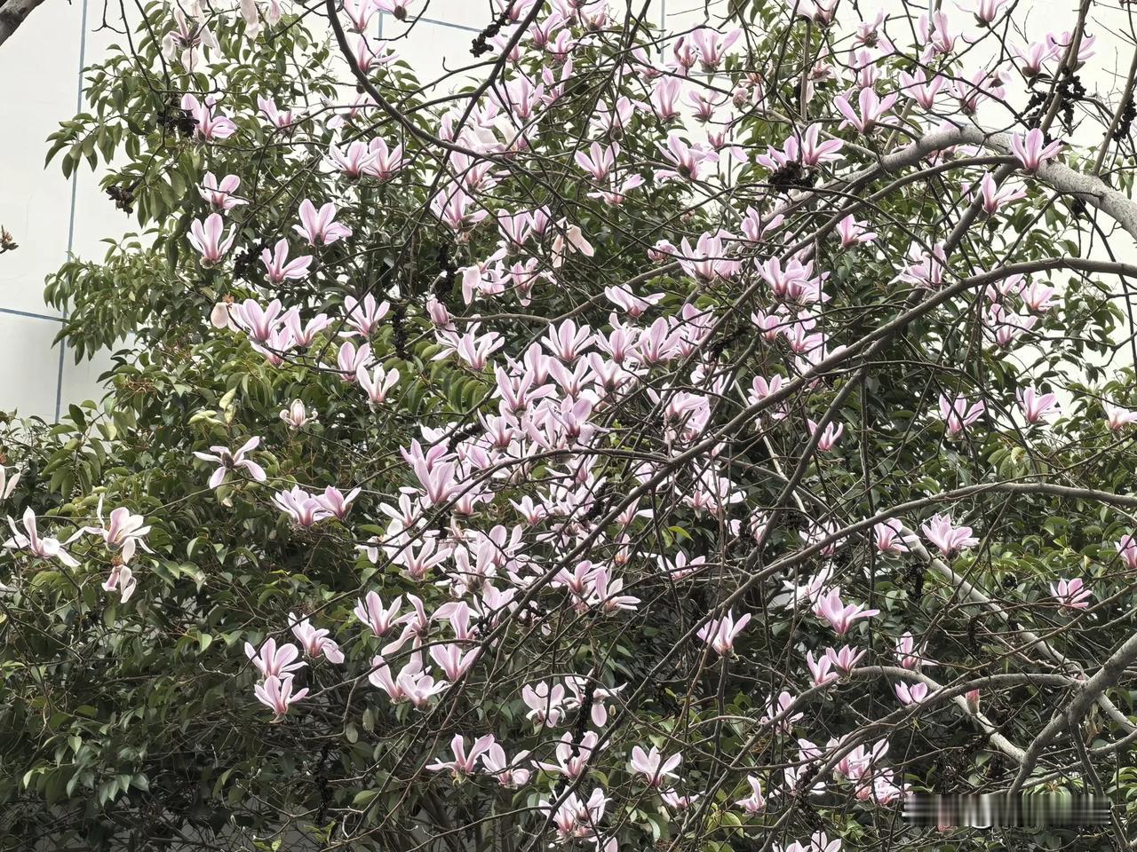 花样年华

中午去西门外天街取快递，迎面碰到了一个人向我摆手打招呼：程程姐！
