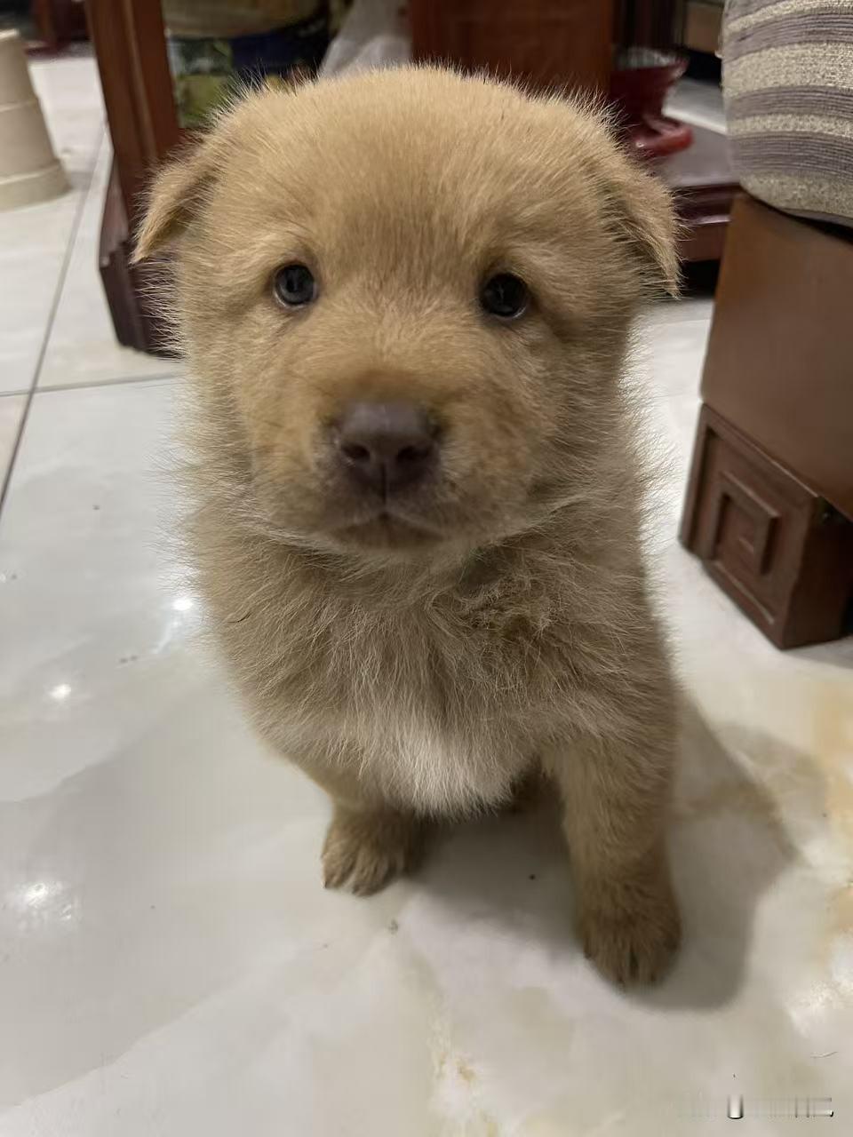 朋友们，你们猜这只小狗🐶值多少钱？如果是我猜的话，300～500元。

   