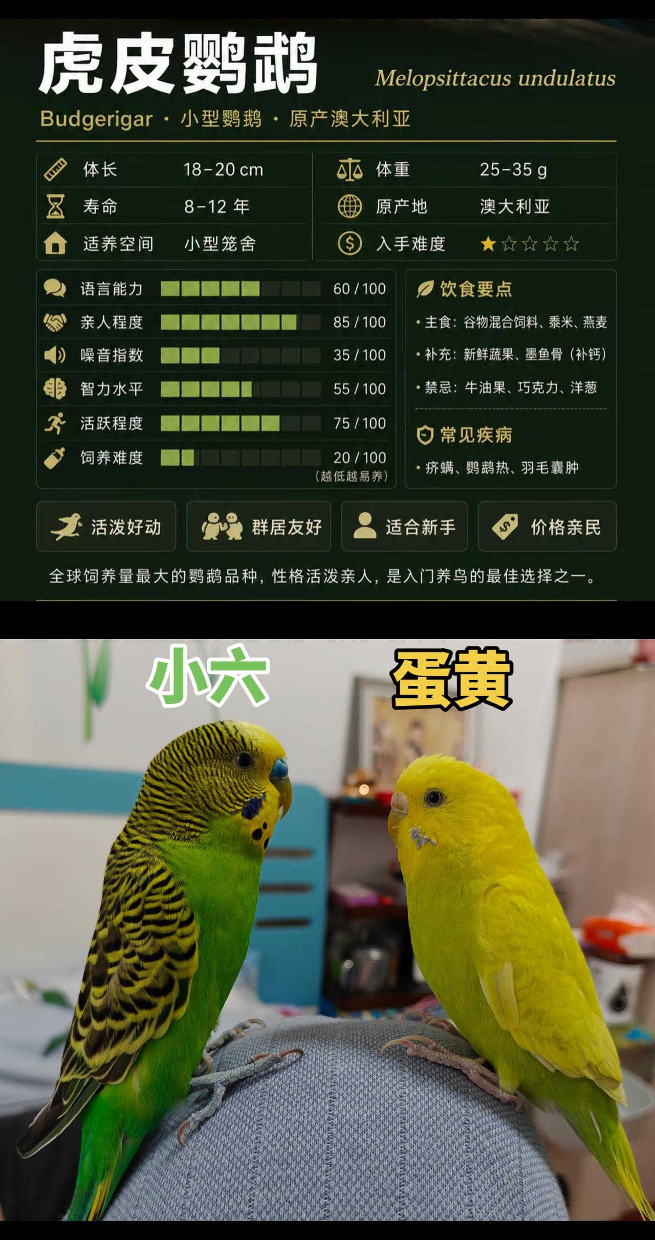 和 @柏鸟集·趣鸟乐园·互动鸟咖官方号 一起 合拍 
🦜这俩活宝要成精！绿毛小