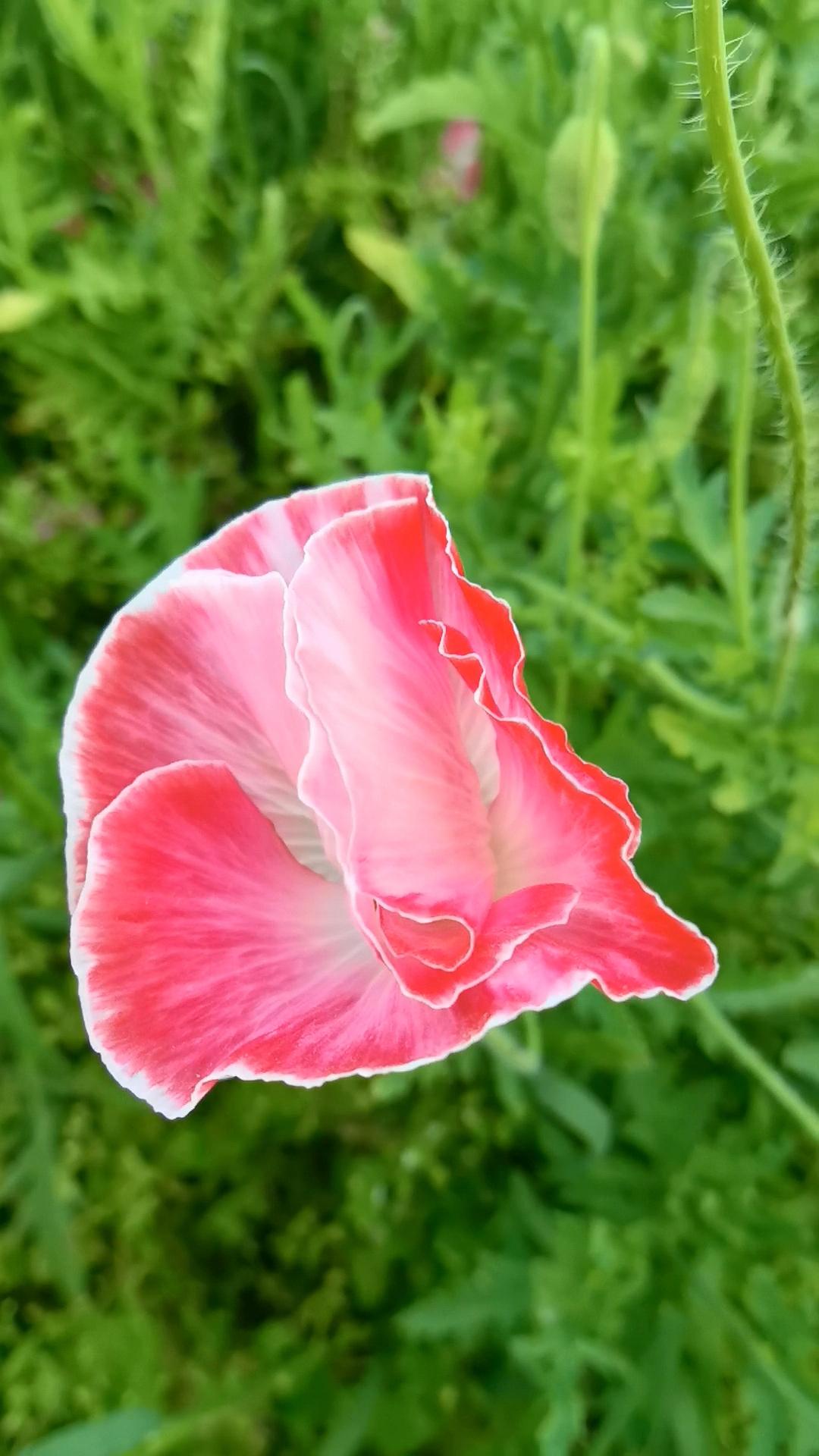 原来这个花就叫做虞美人，确实很独特，花中美人