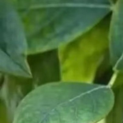 蓝莓种植:1.土壤；蓝莓喜欢酸性土壤，pH值应在4.0到5.5之间。可以使用木屑