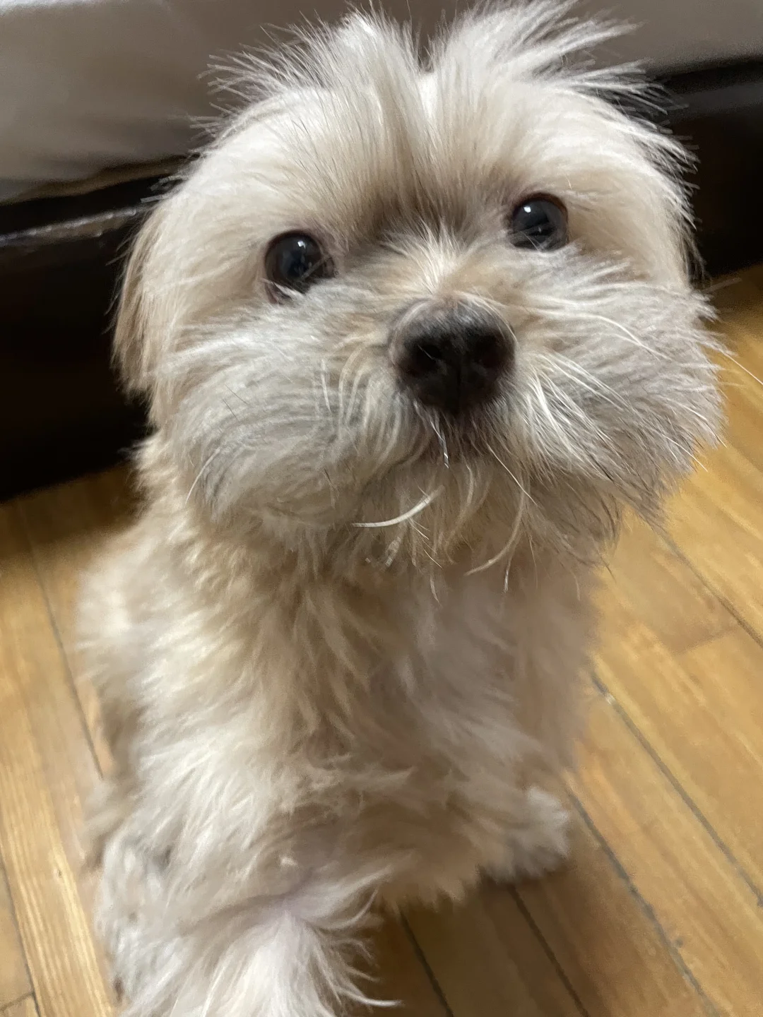 请三小时假回家遛狗，才感觉生活在手中