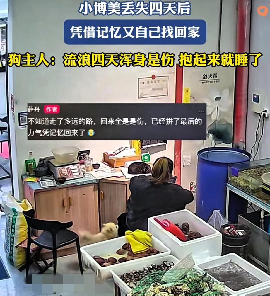 这真是“狗狗界的千里走单骑”啊！

山东一位菜店老板娘，忙到没空盯狗，结果狗狗挣