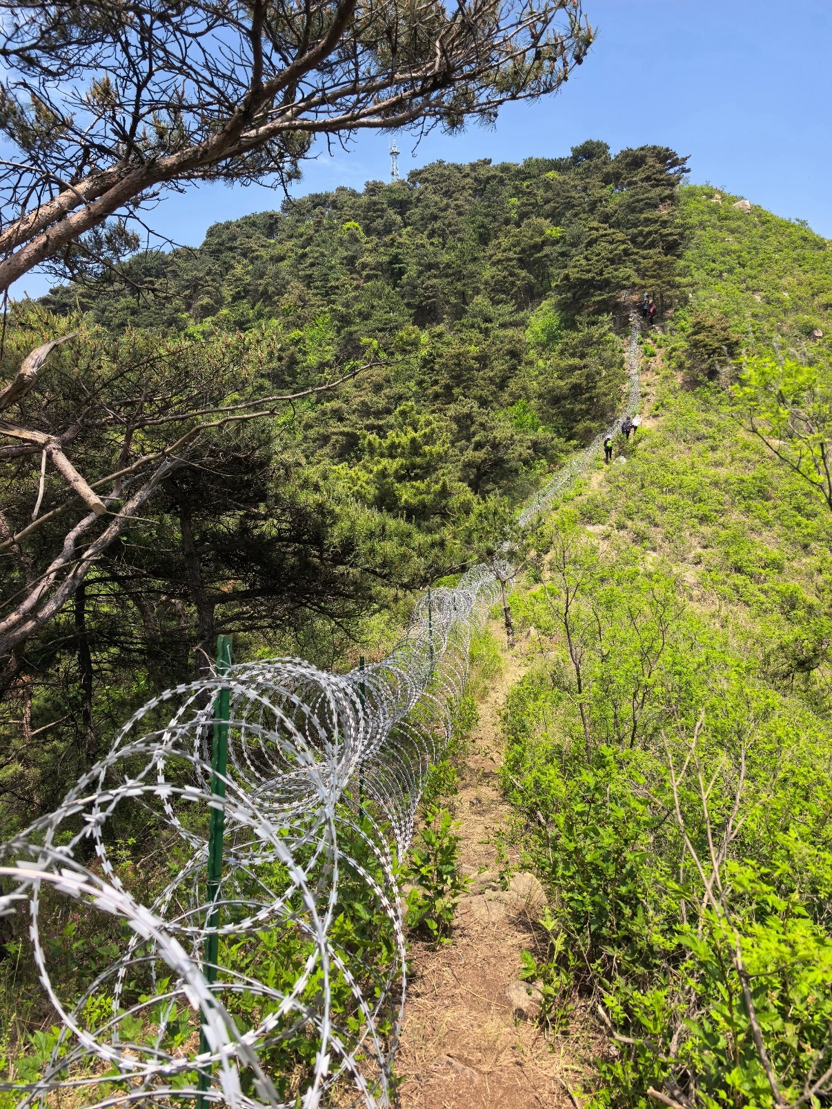 泰山疑被135公里刀片铁丝网围住这个刀片铁丝网一般不都出现在边境线吗？泰山独立了