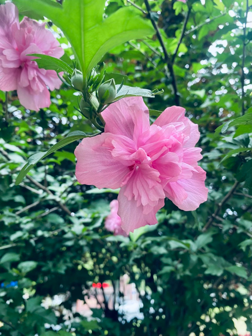 生活手记记录真实生活摄影摄影摄影 木槿闲开，浅染夏风入夏的街巷旁，一簇簇重瓣木槿