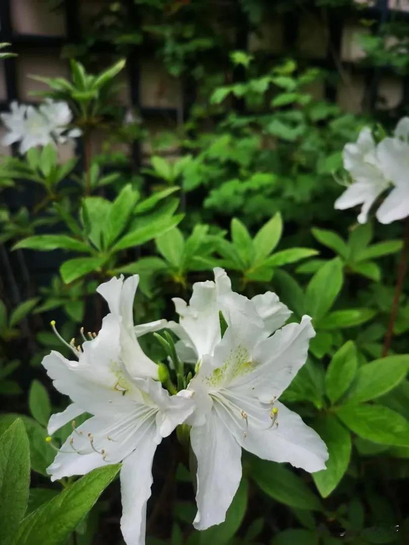 【淡如水】立夏，小院有花看了。白玉杜鹃率先登场，欧洲木绣球陆续开花，地栽的铁线莲