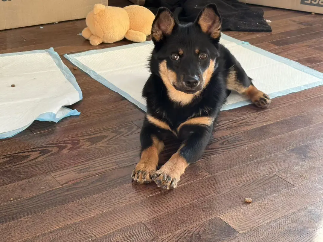 🇨🇦多伦多四眼田园犬妹妹找家