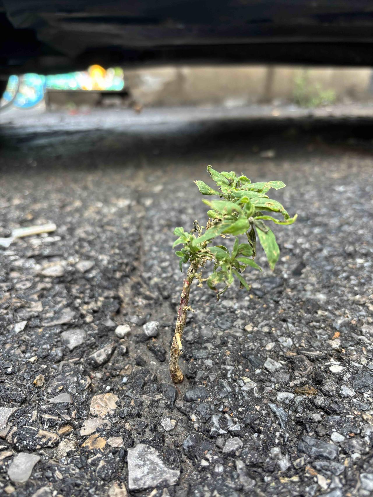 石缝中当然能开出花儿！就像我看到的石缝里那丛花，它不管环境多恶劣，有缝就扎根，有