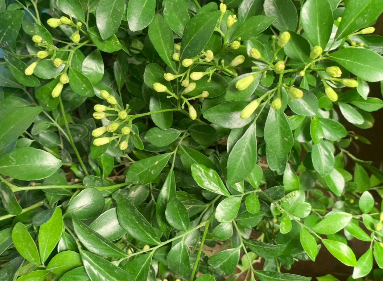 今天在绿植市场拍到了九里香。
九里香是芸香科常绿灌木，枝叶茂密，革质小叶油润光亮