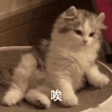 杯子摔碎了碎碎平安咪