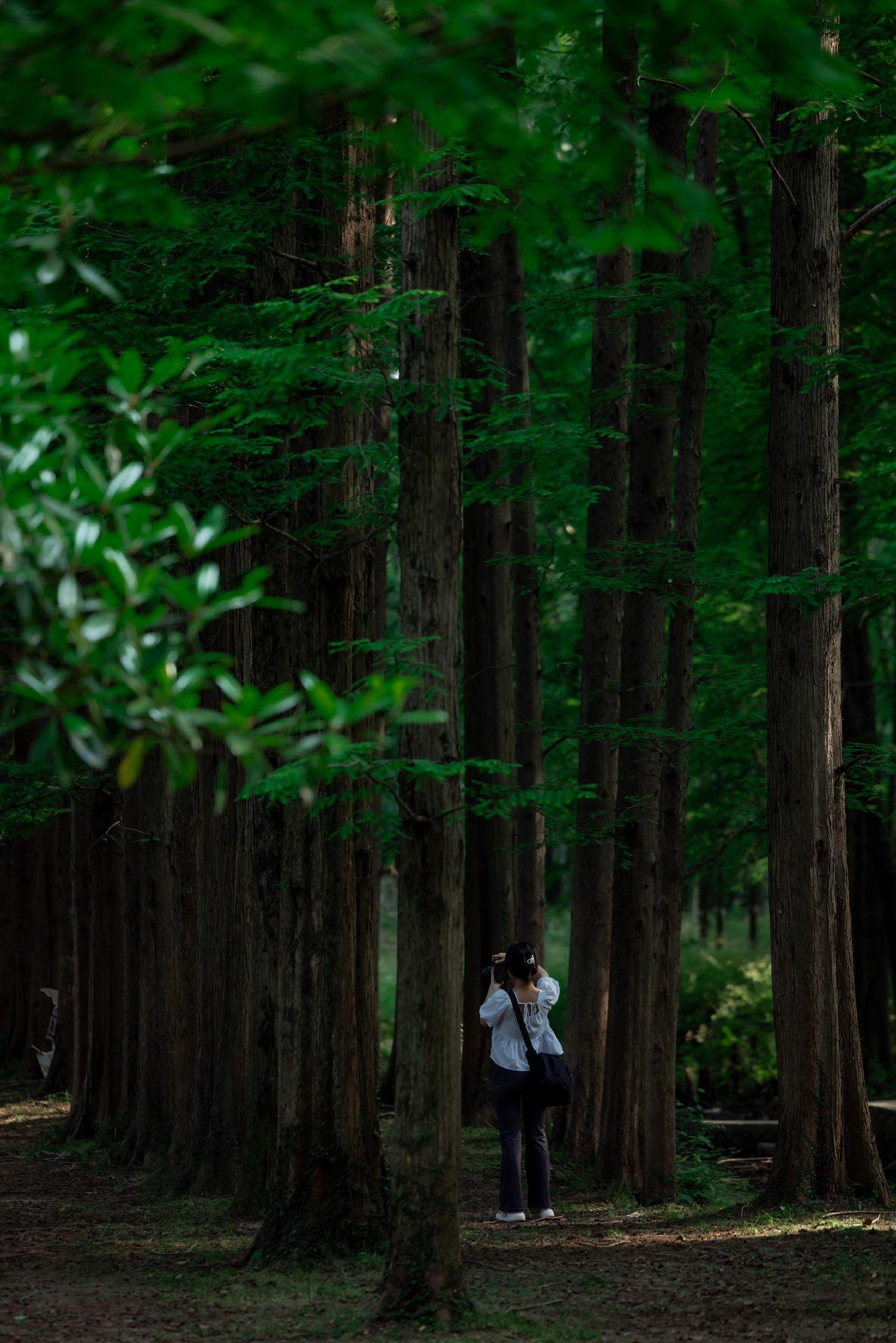 夏天这充满生命力的氛围感。初夏南京中山植物园北园皆是满眼绿的松柏园也太好拍了吧，成片笔直的水杉树、肆意生长的松树、还有大片盛开的无尽夏，都超级出片！