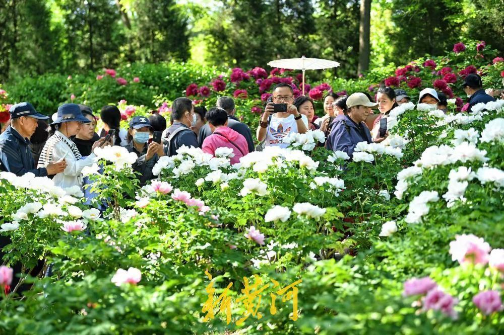 随着气温持续回暖，泉城公园内的牡丹已全面进入最佳观赏期。占地5万平方米的牡丹园内